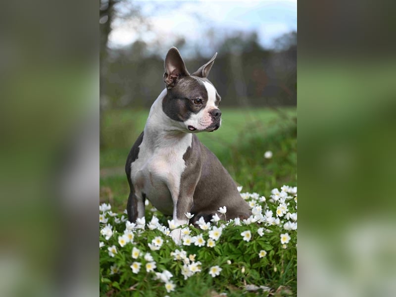 Boston Terrier Welpen in Sonderlackierung