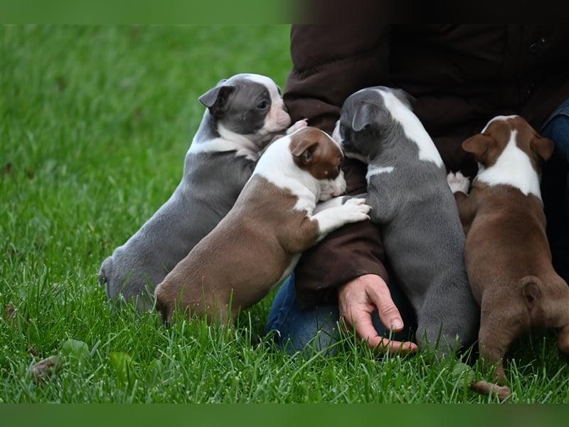 Boston Terrier Welpen in Sonderlackierung