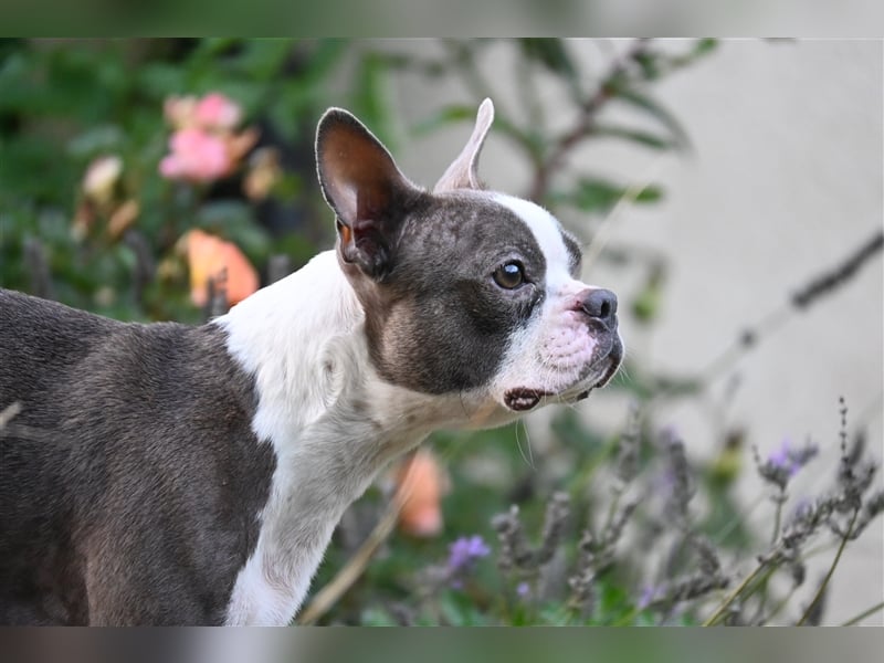 Boston Terrier Welpen in Sonderlackierung