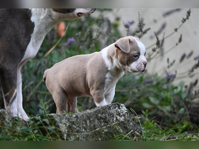 Boston Terrier Welpen in Sonderlackierung