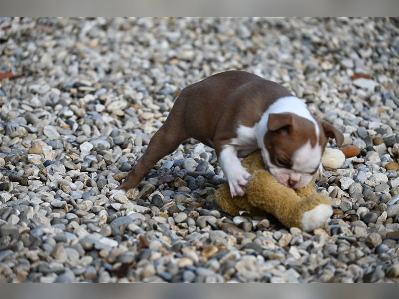 Boston Terrier Welpen in Sonderlackierung