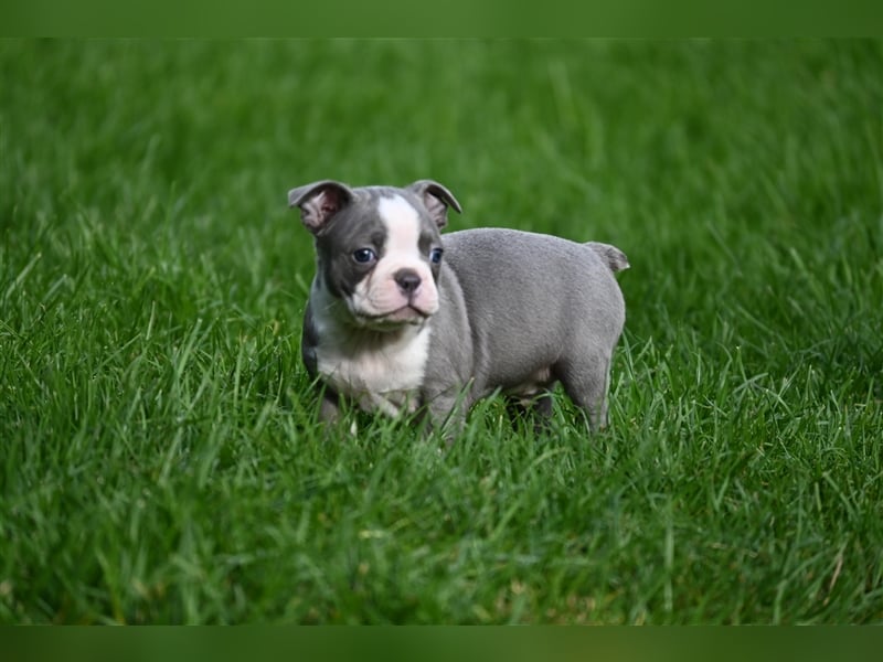 Boston Terrier Welpen in Sonderlackierung