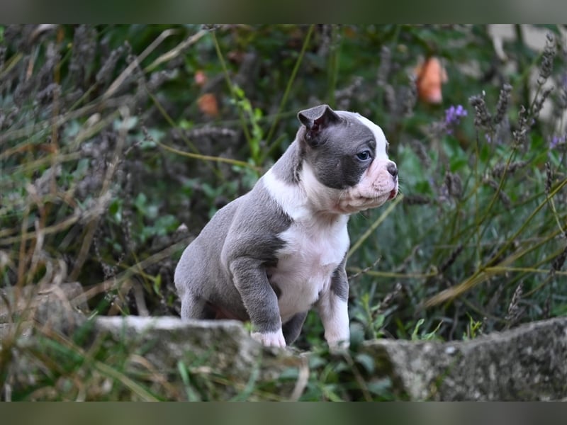 Boston Terrier Welpen in Sonderlackierung