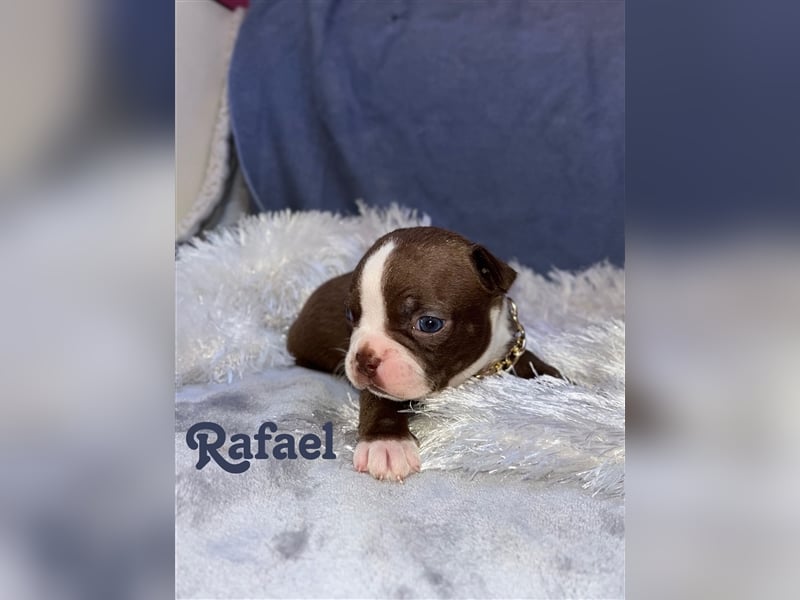 Boston Terrier in Farbe mit Näschen