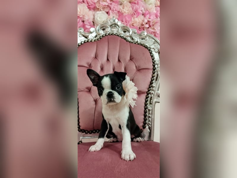 Boston Terrier Welpen zu verkaufen