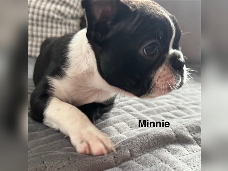 Boston Terrier Welpe Minnie (Hündin) Abgabe ab dem 9. November