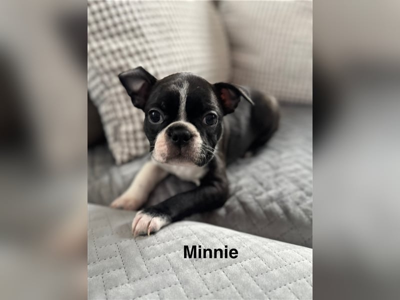 Boston Terrier Welpe Minnie (Hündin) Abgabe ab dem 9. November