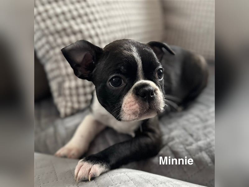 Boston Terrier Welpe Minnie (Hündin) Abgabe ab dem 9. November