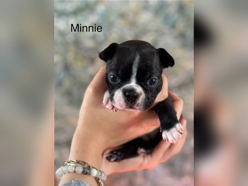 Boston Terrier Welpe Minnie (Hündin) Abgabe ab dem 9. November