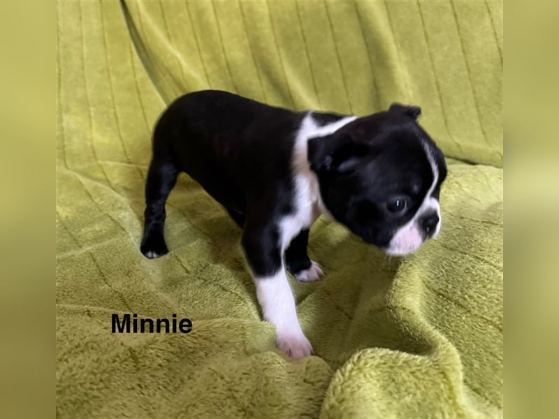 Boston Terrier Welpe Minnie (Hündin) Abgabe ab dem 9. November