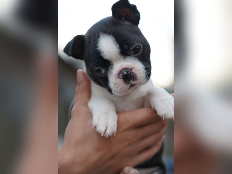 Wunderschöne Boston Terrier Welpen suchen ein liebevolles Zuhause!