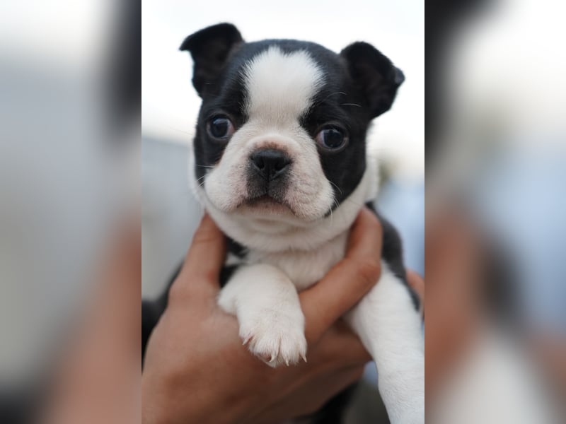 Wunderschöne Boston Terrier Welpen suchen ein liebevolles Zuhause!