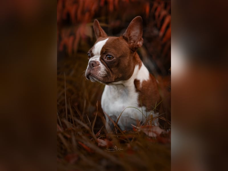 Boston Terrier 