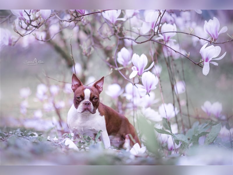 Boston Terrier 