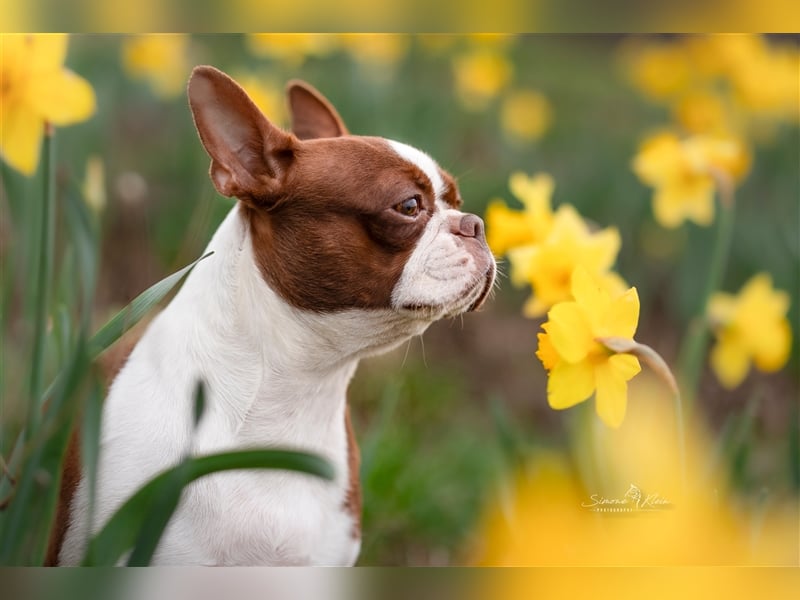 Boston Terrier 