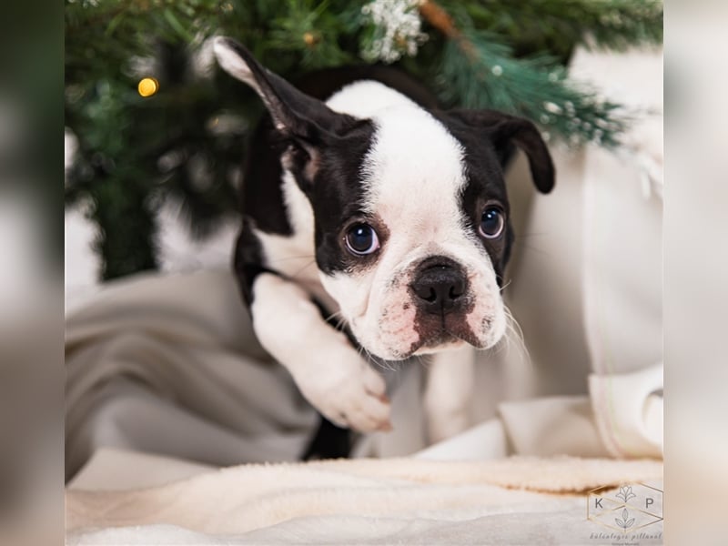 Boston Terrier Welpen zu verkaufen Hailey