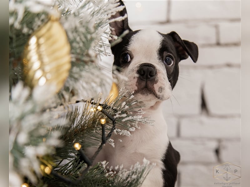 Boston Terrier Welpen zu verkaufen Hailey