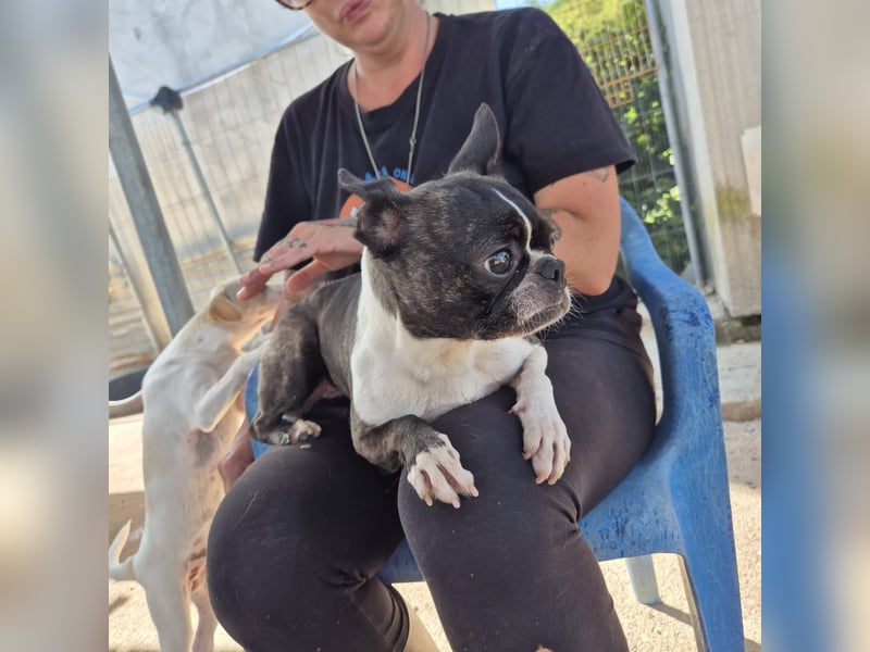 Venus - Klein, klug, kuschelig: Boston Terrier Lady auf der Suche nach Liebe ❤️