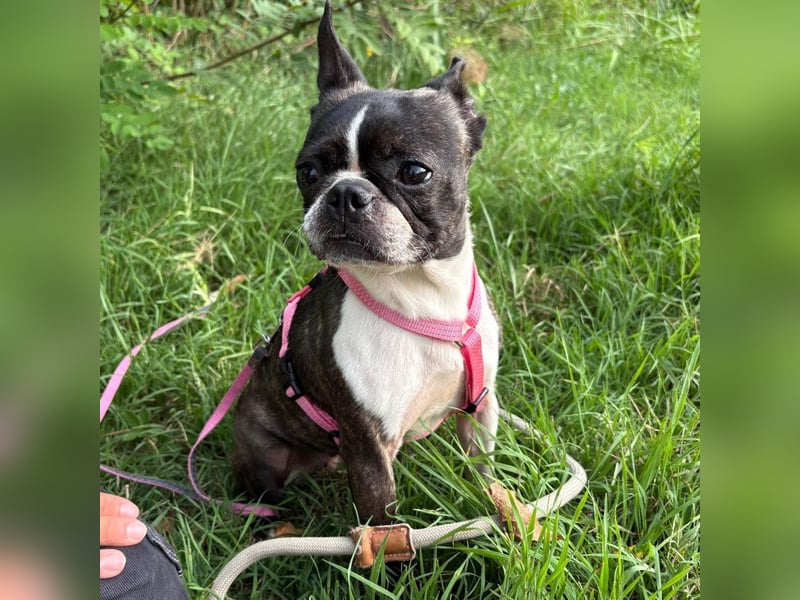 Venus - Klein, klug, kuschelig: Boston Terrier Lady auf der Suche nach Liebe ❤️