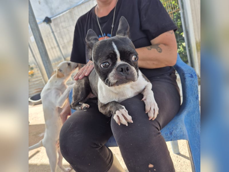 Venus - Klein, klug, kuschelig: Boston Terrier Lady auf der Suche nach Liebe ❤️