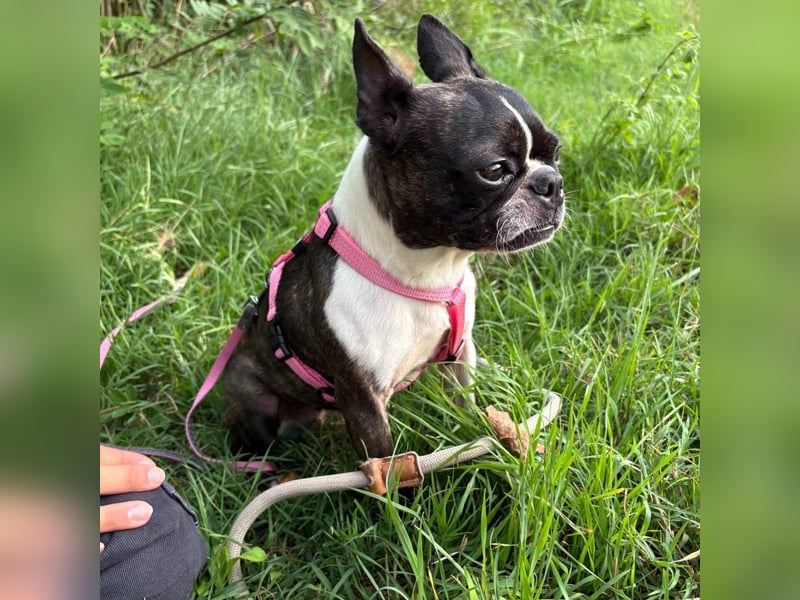 Venus - Klein, klug, kuschelig: Boston Terrier Lady auf der Suche nach Liebe ❤️