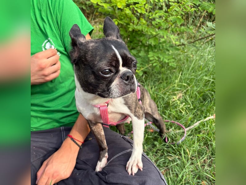 Venus - Klein, klug, kuschelig: Boston Terrier Lady auf der Suche nach Liebe ❤️