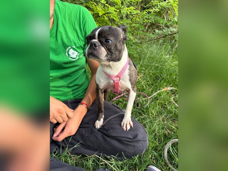 Venus - Klein, klug, kuschelig: Boston Terrier Lady auf der Suche nach Liebe ❤️