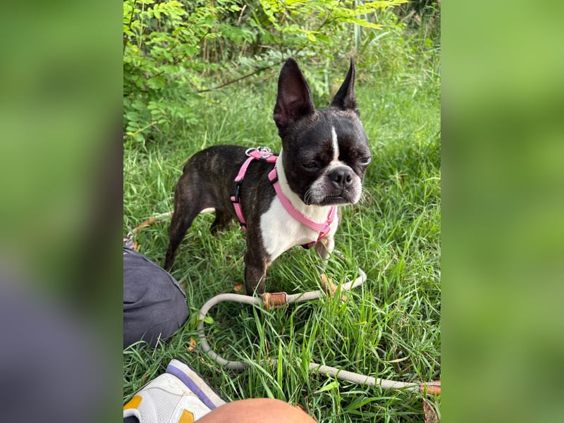 Venus - Klein, klug, kuschelig: Boston Terrier Lady auf der Suche nach Liebe ❤️