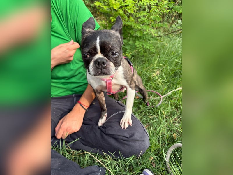 Venus - Klein, klug, kuschelig: Boston Terrier Lady auf der Suche nach Liebe ❤️