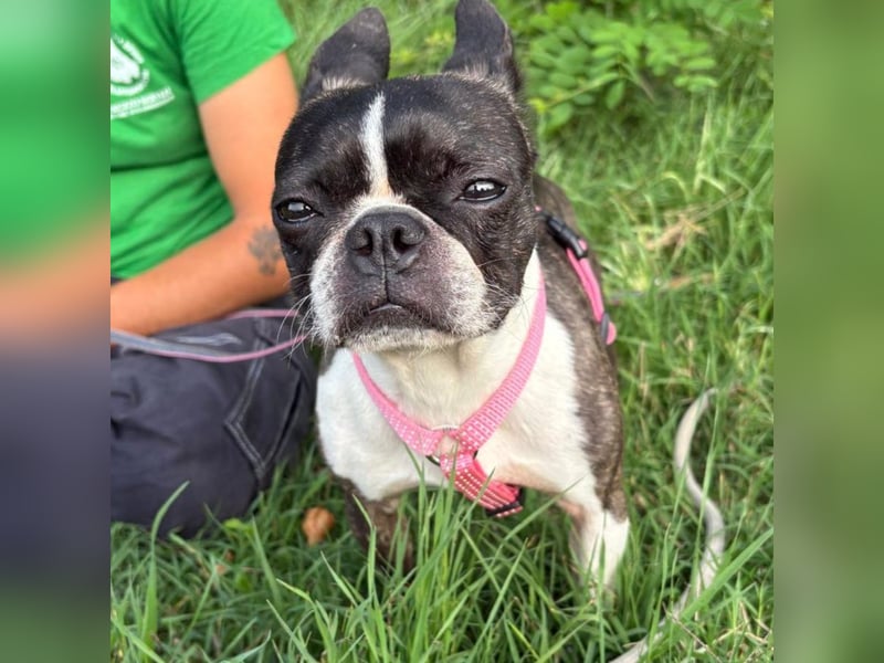 Venus - Klein, klug, kuschelig: Boston Terrier Lady auf der Suche nach Liebe ❤️