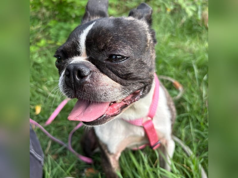 Venus - Klein, klug, kuschelig: Boston Terrier Lady auf der Suche nach Liebe ❤️