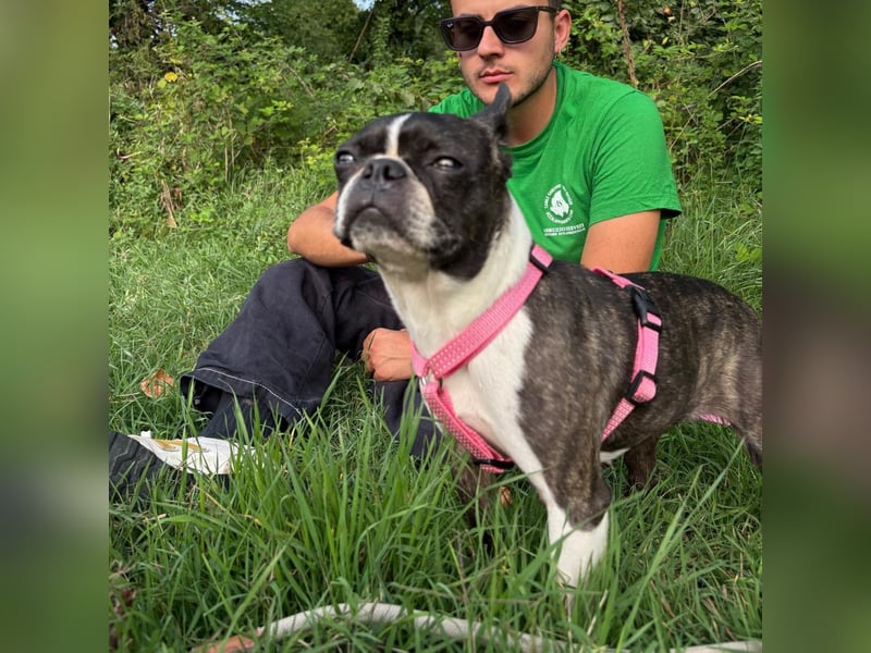 Venus - Klein, klug, kuschelig: Boston Terrier Lady auf der Suche nach Liebe ❤️