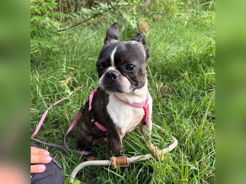 Venus - Klein, klug, kuschelig: Boston Terrier Lady auf der Suche nach Liebe ❤️