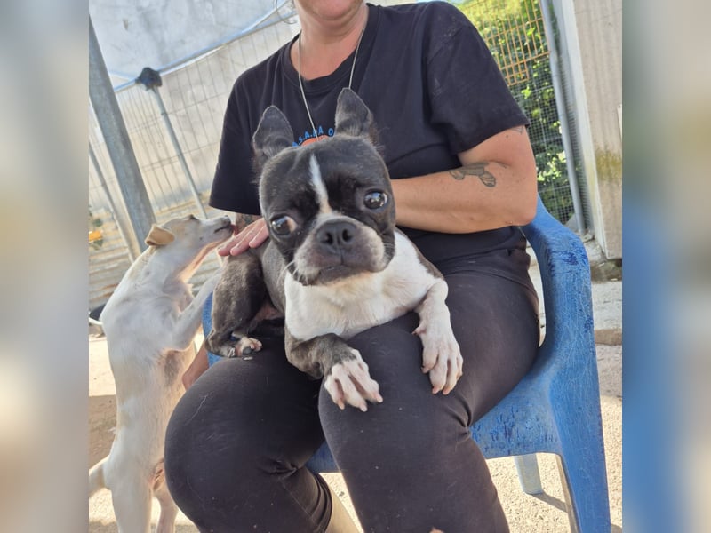 Venus - Klein, klug, kuschelig: Boston Terrier Lady auf der Suche nach Liebe ❤️