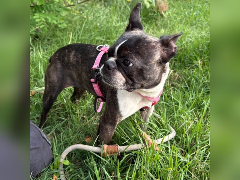 Venus - Klein, klug, kuschelig: Boston Terrier Lady auf der Suche nach Liebe ❤️