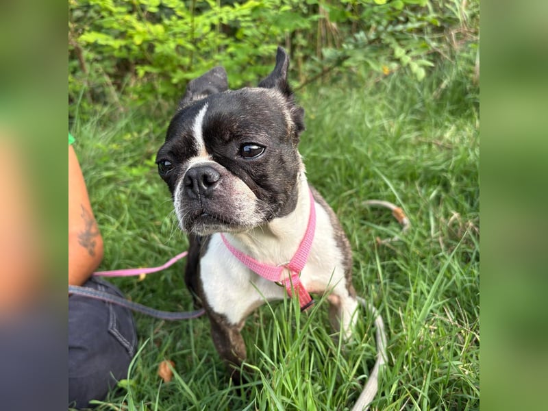 Venus - Klein, klug, kuschelig: Boston Terrier Lady auf der Suche nach Liebe ❤️