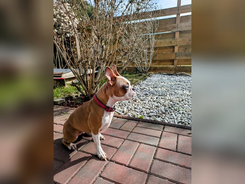 Hund - Boston Terrier-Mix Hündin