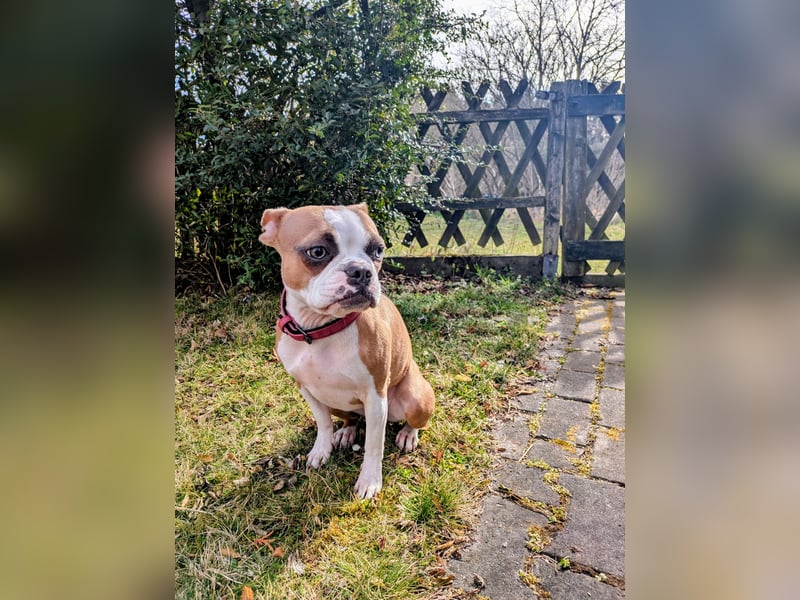 Hund - Boston Terrier-Mix Hündin