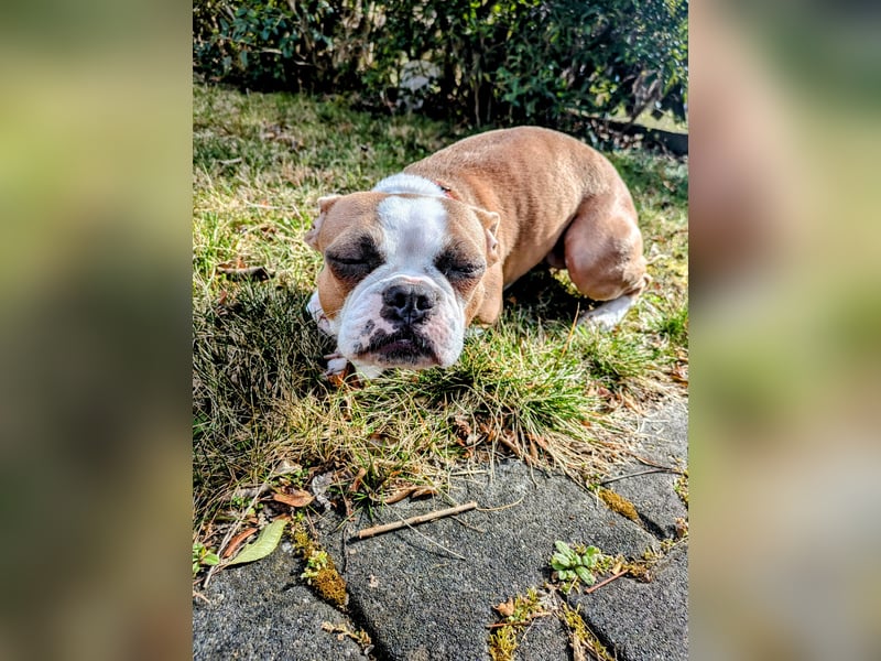 Hund - Boston Terrier-Mix Hündin
