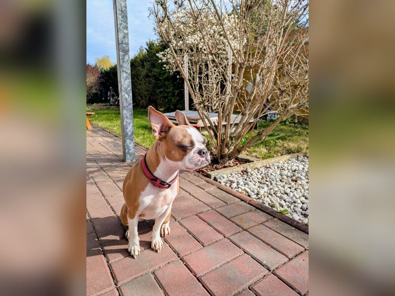 Hund - Boston Terrier-Mix Hündin