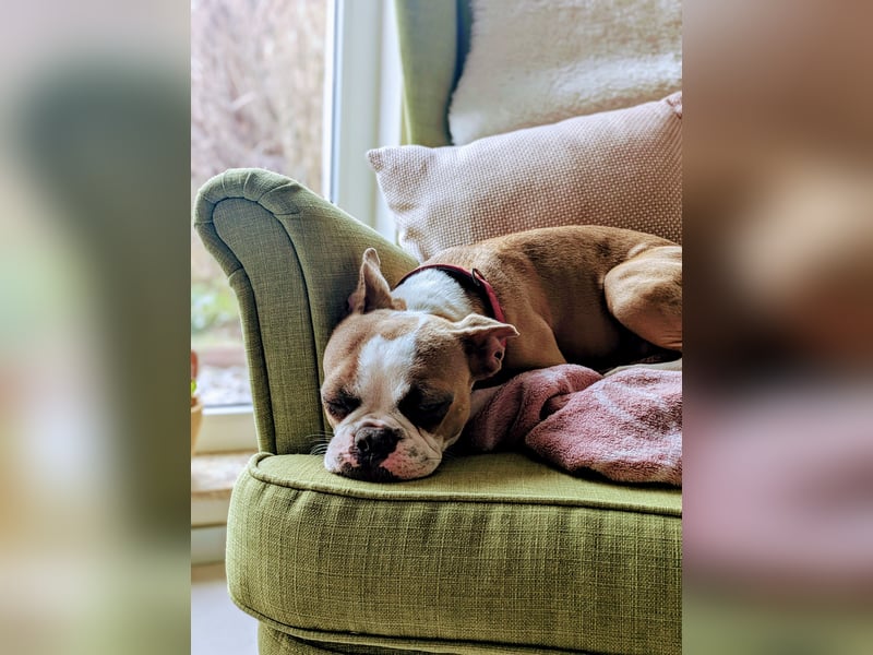 Hund - Boston Terrier-Mix Hündin