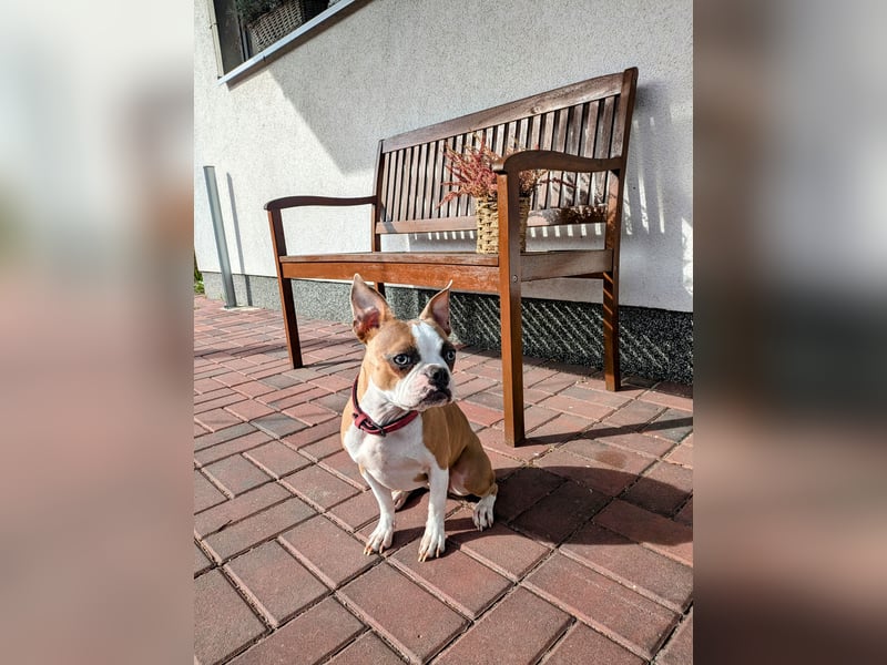 Hund - Boston Terrier-Mix Hündin