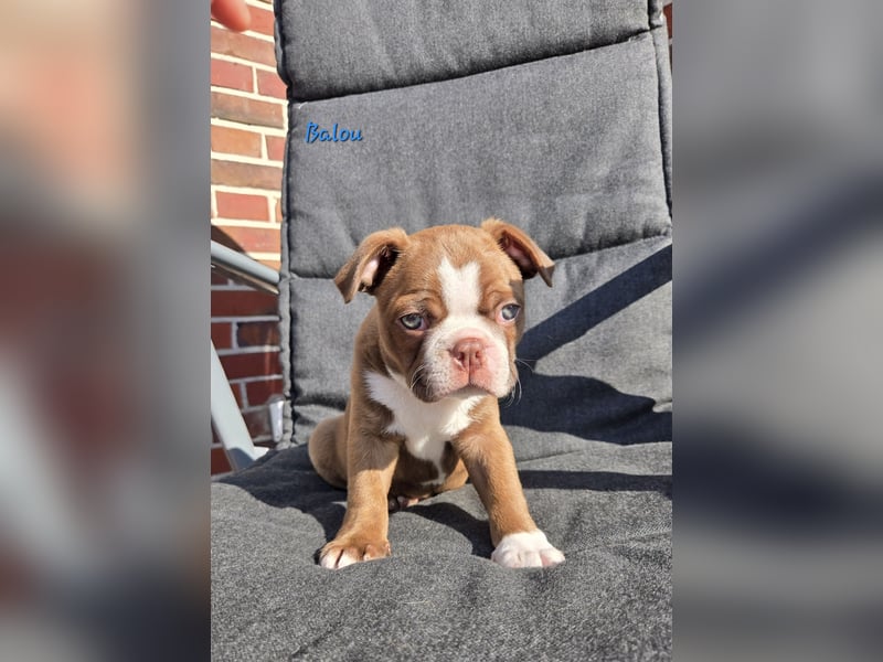 Boston terrier Welpen