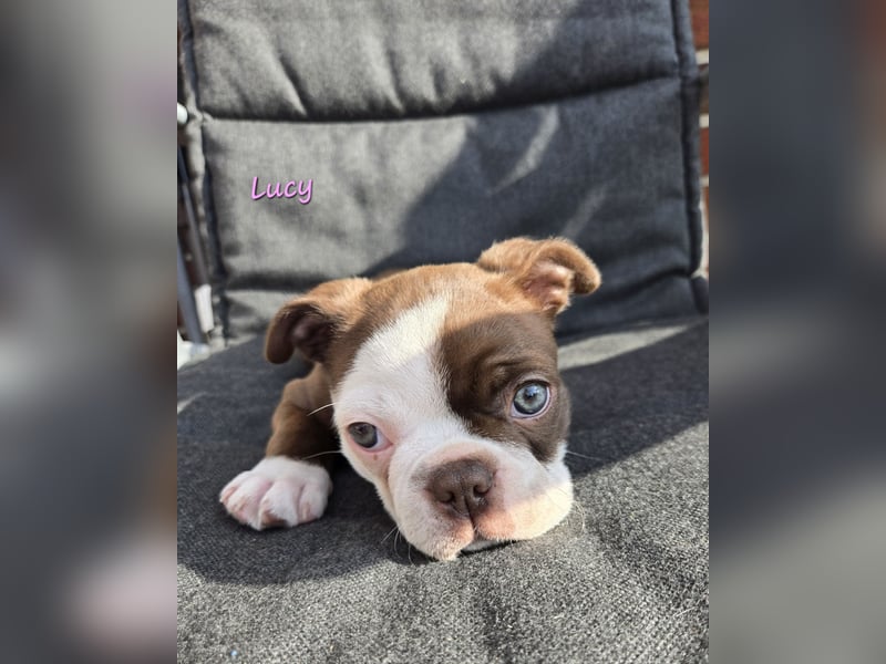 Boston terrier Welpen