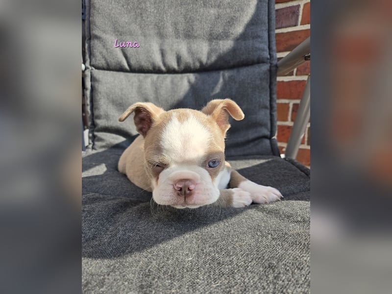 Boston terrier Welpen