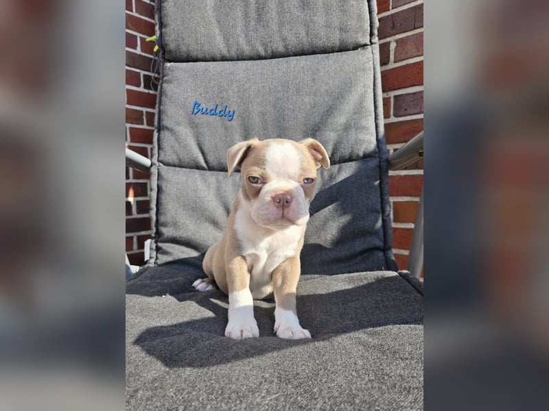 Boston terrier Welpen