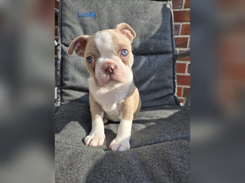 Boston terrier Welpen