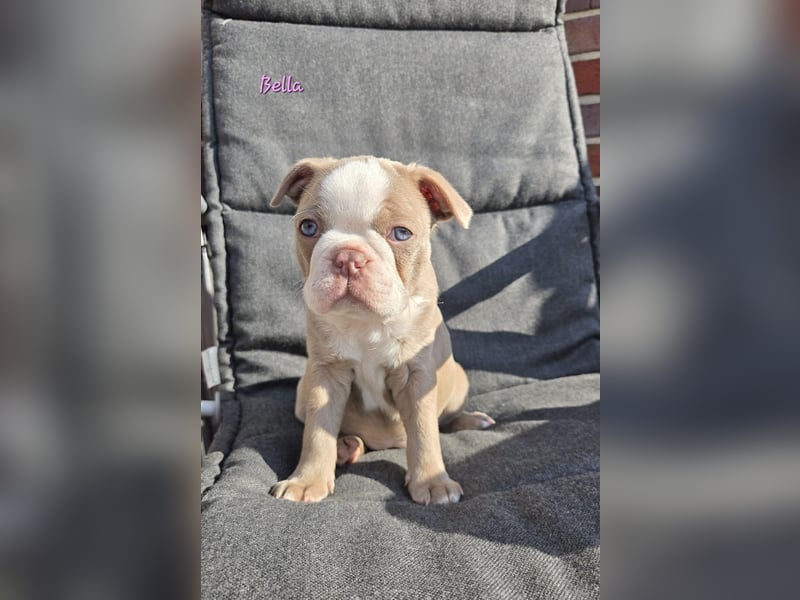 Boston terrier Welpen