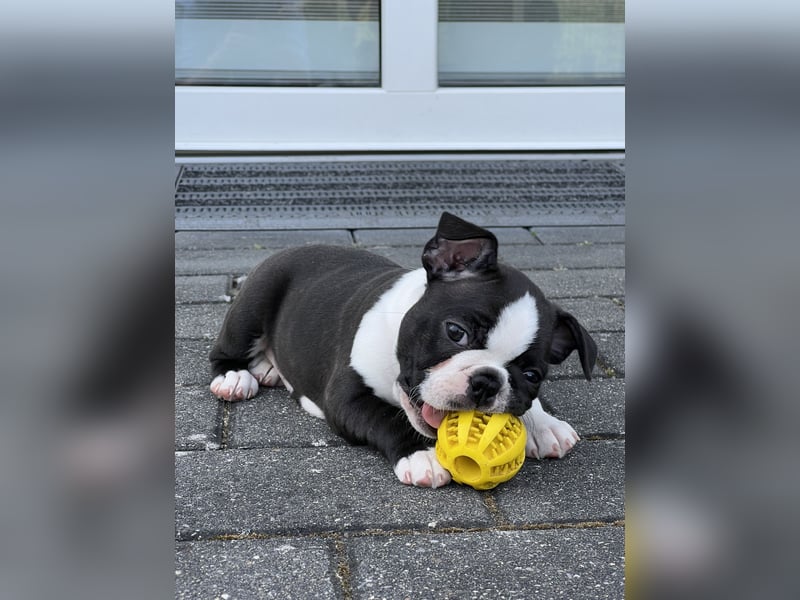 Reinrassige Boston Terrier Welpen - Weibchen abzugeben