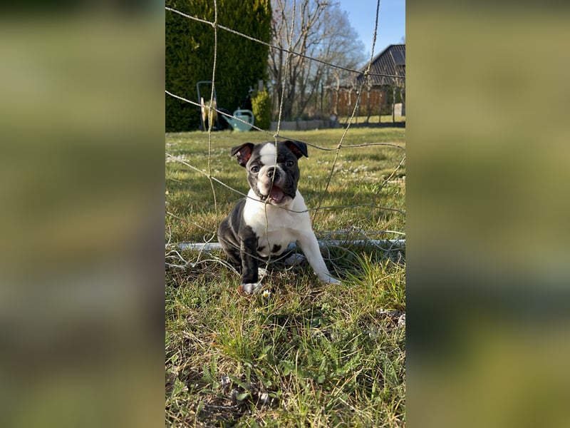 Reinrassige Boston Terrier Welpen - Weibchen abzugeben